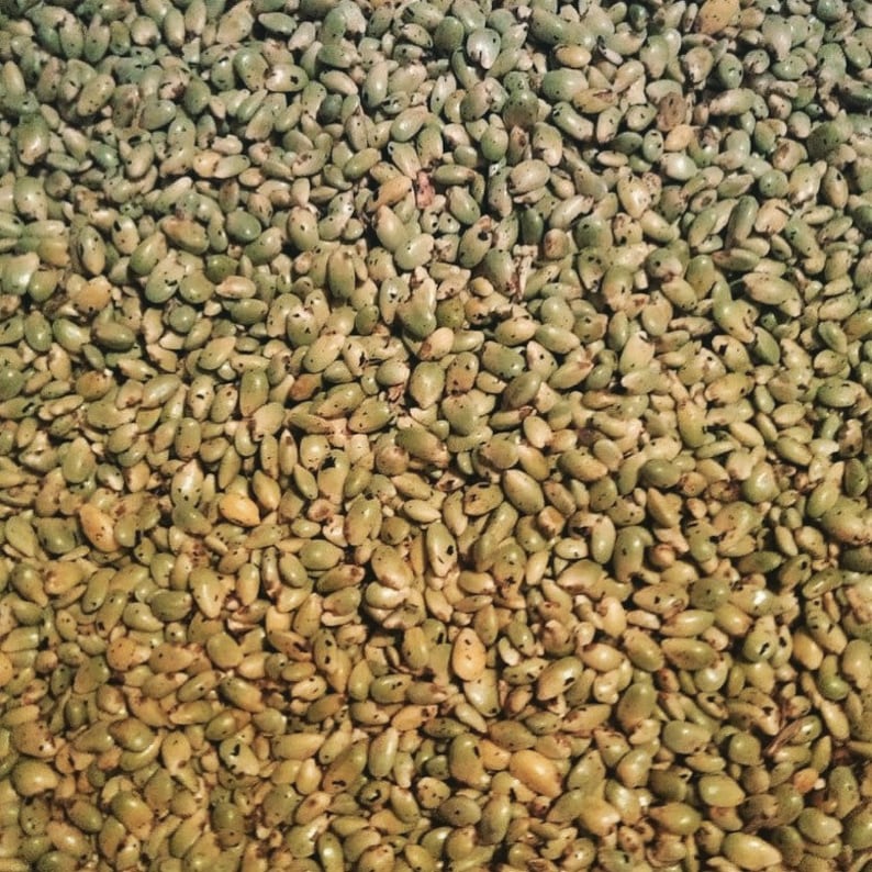 May include: A close-up image of a large pile of green and brown seeds. The seeds are small and oval-shaped, with a slightly rough texture.