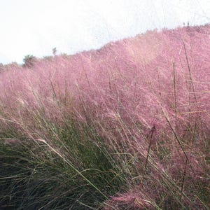 Pink Muhly Grass Seeds Muhlenbergia capillaris – Organic, Non-GMO – Wholesale Available – Landscape & Ground Cover Favorite –  USA SUPPLIER
