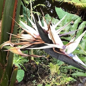 Strelitzia Nicolai Giant White bird of paradise seed 10pc image 1