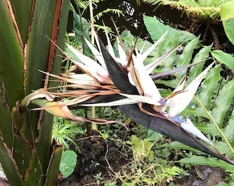 10 graines pour oiseau de paradis blanc géant Strelitzia Nicolai