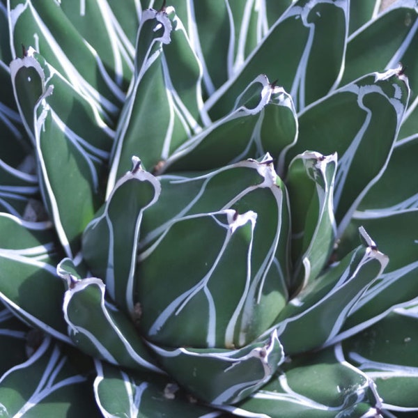 Queen Victoria agave seeds 10pc Agave victoriae-reginae succulent