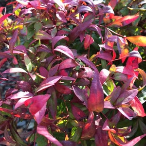 Sacred Bamboo 'Nandina domestica' seeds FRESH image 2