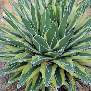 Agave ferdinandi-regis &quot;King of Agaves&quot; seeds