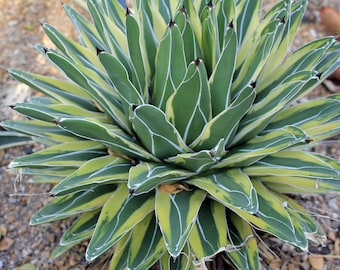 Agave ferdinandi-regis "King of Agaves" seeds