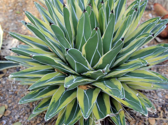 Agave ferdinandi-regis ""Knig der Agaven"" Samen - Etsy sterreich