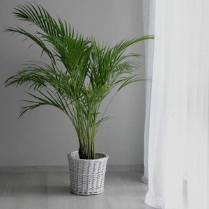 Dypsis lutescens (Golden Cane Palm) Seeds - Pack of 10 - Butterfly palm