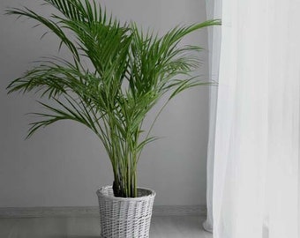 Dypsis lutescens (Gouden Rietpalm) Zaden - Verpakking van 10 - Vlinderpalm