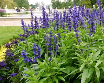 Graines de sauge bleue Victoria - Belle salvia farinacea pour votre jardin - Facile à cultiver ! - Salvia bleue - Graines biologiques