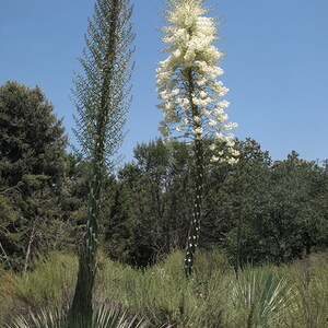 Hesperoyucca whipplei seeds 10pc 'Lord's candle' image 3