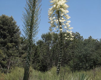 Hesperoyucca whipplei seeds 10pc 'Lord's candle'