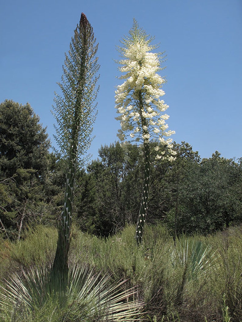 Hesperoyucca whipplei seeds 10pc 'Lord's candle' image 3