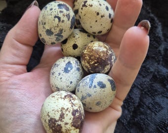 Courtinox Quail Eggs x12