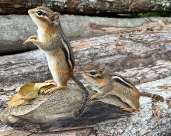 Real Chipmunks Mount! Eastern Chipmunk, Squirrel taxidermy, Gift, Adirondacks, Fall Decor, Nature, Mancave, Rustic Decor, Spring! Gift Idea!