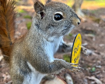 Squirrel Taxidermy, Red Squirrel Taxidermy, Adirondacks, Adirondack gift, Rustic decor, Home decor, Wildlife Art, Nature, Mancave! Gift! NEW