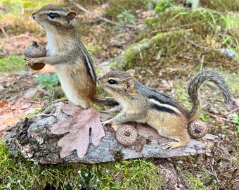 New! Real Chipmunks Mount! Eastern Chipmunk, Squirrel taxidermy, Gift, Adirondacks, Fall Decor, Nature, Mancave, Rustic Decor, Gift Idea!