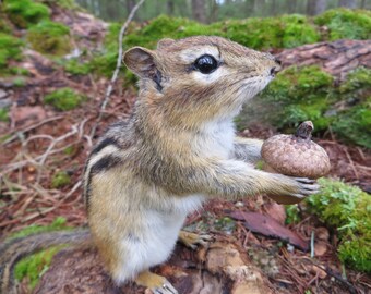 Taxidermy! Adirondack Chipmunk Mount! ,Hunting, Squirrel taxidermy, Gift, Spring Decor, Mancave, Fathers Day, Nature!