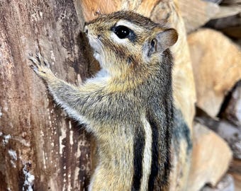 Real Chipmunk Mount! Eastern Chipmunk, Squirrel taxidermy, Gift, Adirondacks, Fall Decor, Nature, Mancave, Rustic Decor, Spring! Gift Idea!
