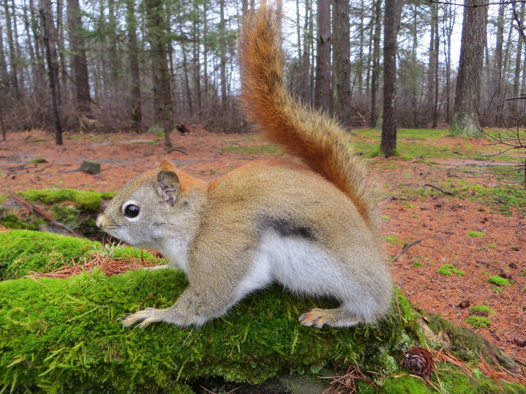 Squirrel Taxidermy, Red Squirrel Taxidermy, Adirondacks, Adirondack