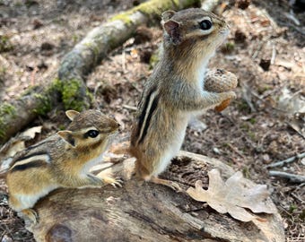 Real Chipmunks Mount! Eastern Chipmunk, Squirrel taxidermy, Gift, Adirondacks, Fall Decor, Nature, Mancave, Rustic Decor, Spring! Gift Idea!