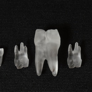 Puede incluir: Cinco modelos de dientes de plástico transparente, incluyendo un molar, dos premolares y dos incisivos, dispuestos en una fila sobre una superficie negra.