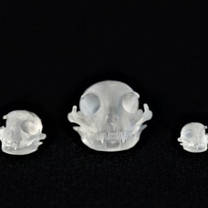May include: Three white plastic cat skulls of varying sizes. The largest skull is in the center, with the smallest skull on the right and the medium-sized skull on the left.
