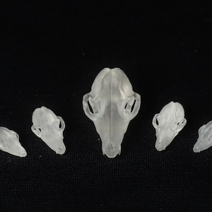 Fox Skulls - Inclusions for Dice