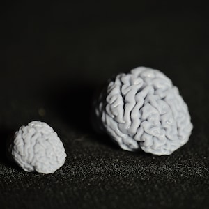 Op de afbeelding: Twee grijze hersenvormige objecten, een groter dan de andere, op een zwart oppervlak.