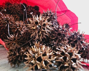 1.5 lbs of Sweet Gum Tree Spiked Balls Seed Pods for Crafting DIY School Projects or Home Decor