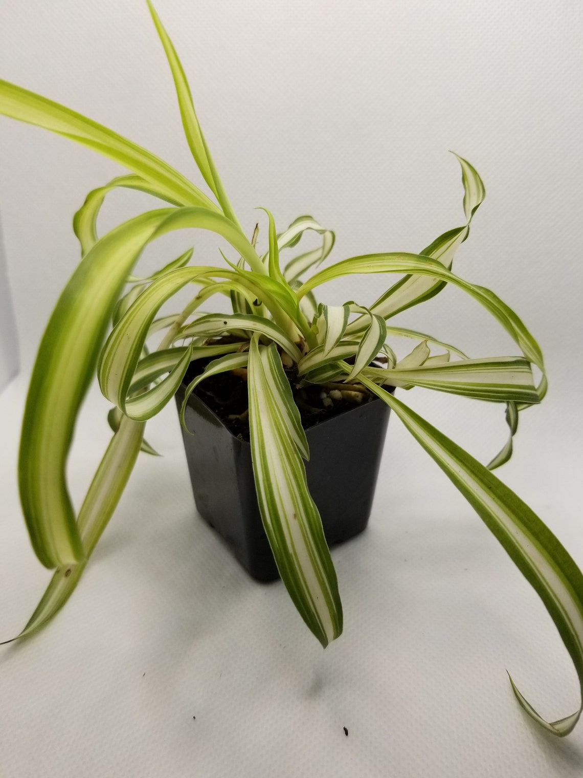 Airplane Plants Etsy