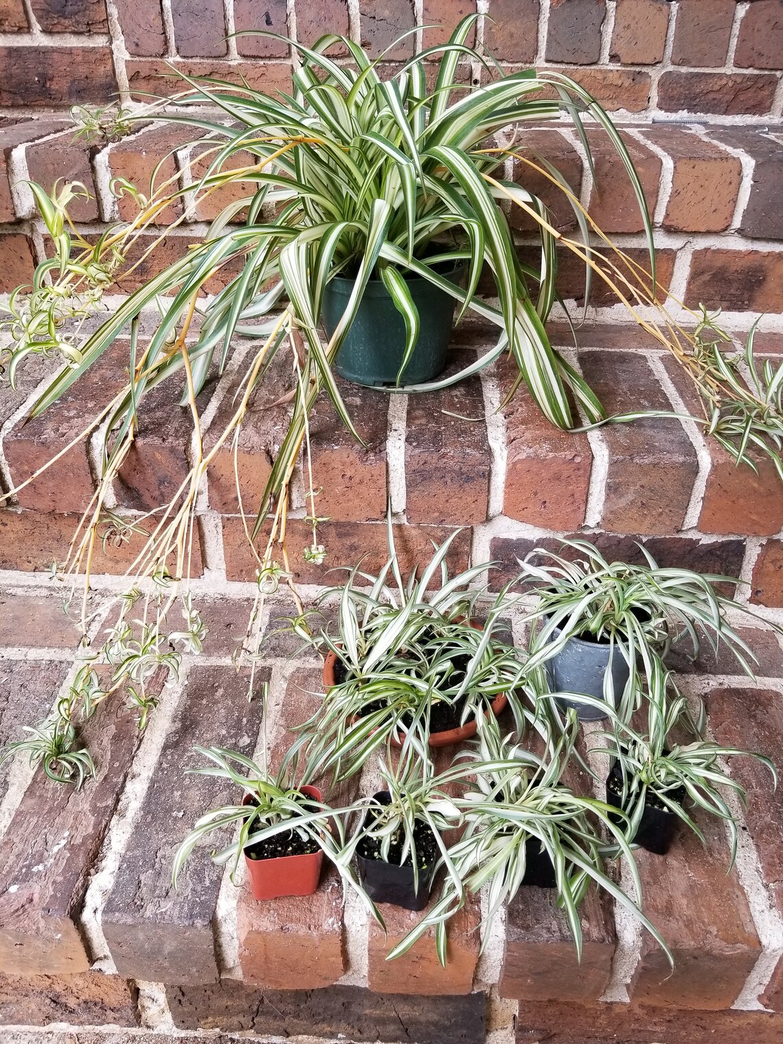 Airplane Plants Etsy