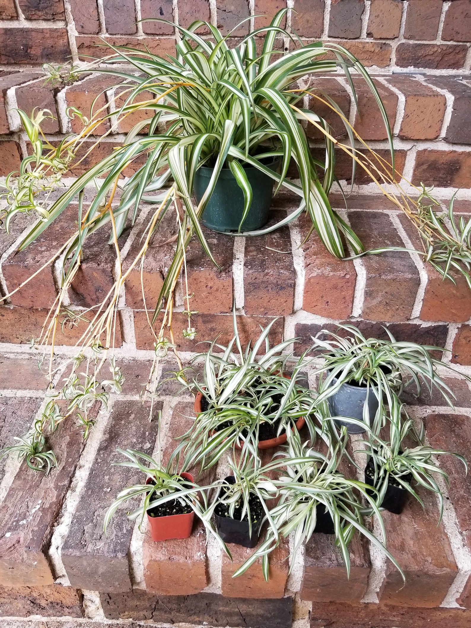 Airplane Plants Etsy