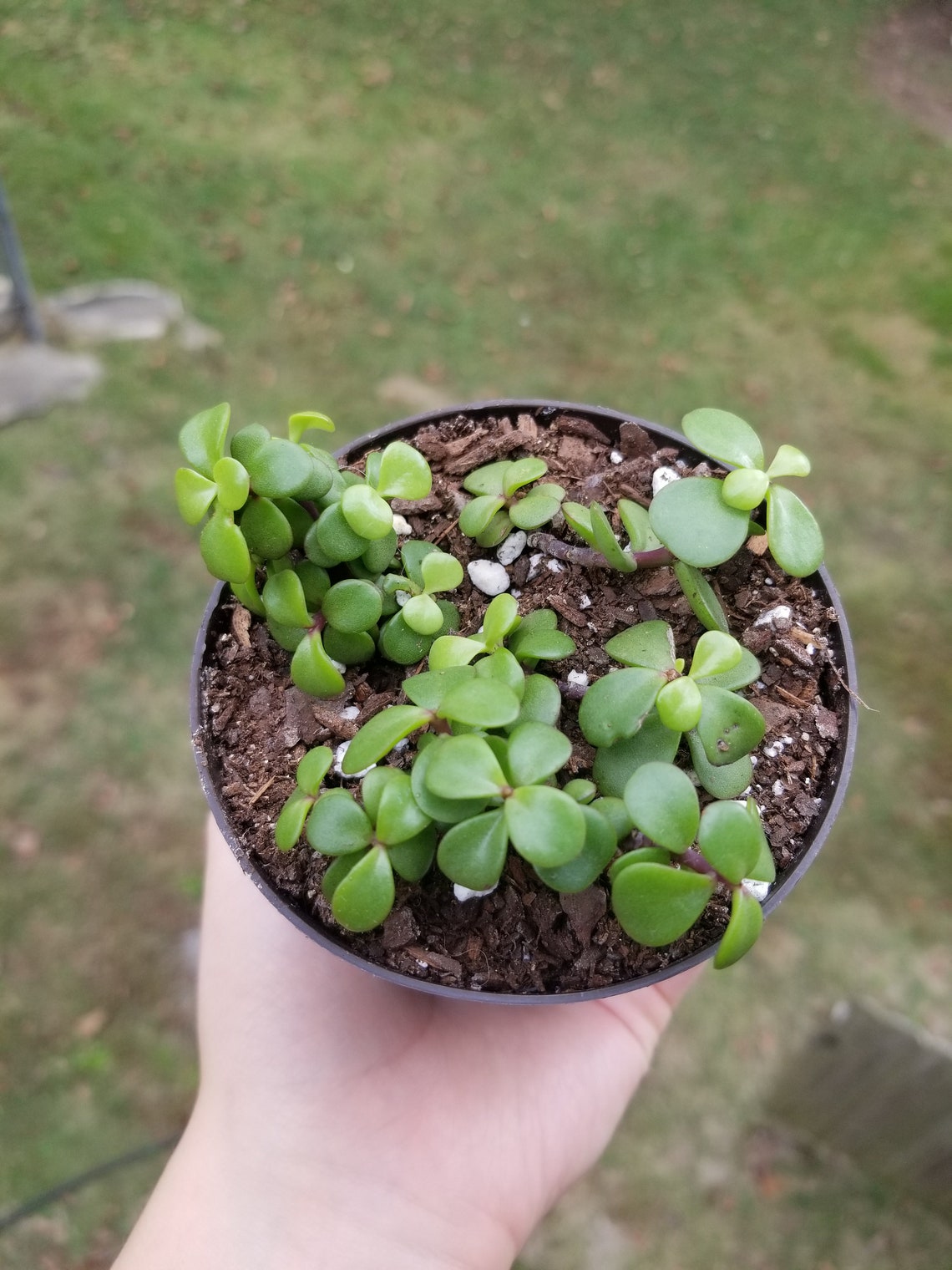 Elephant Bush Succulent | Etsy