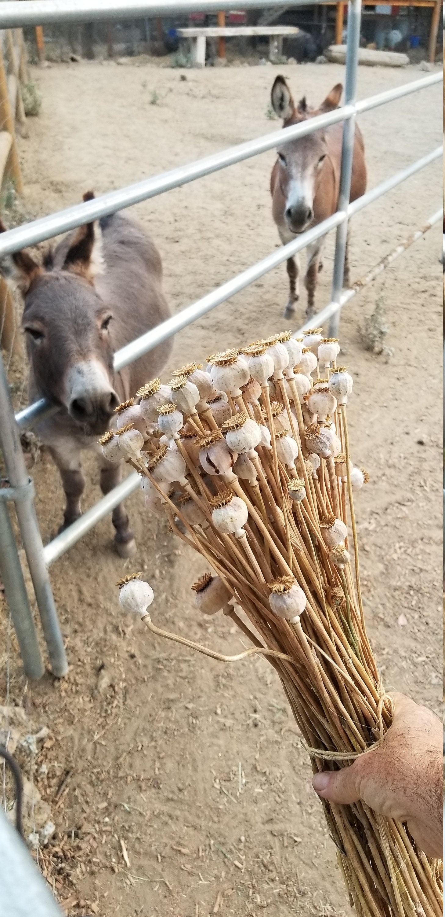 Hungarian Breadseed Poppy Seeds Etsy