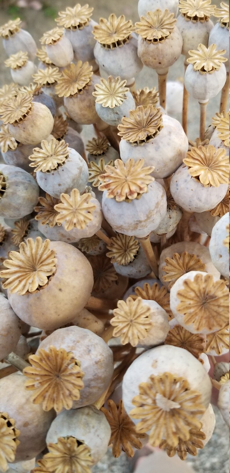 Hungarian Breadseed Poppy Seeds Etsy