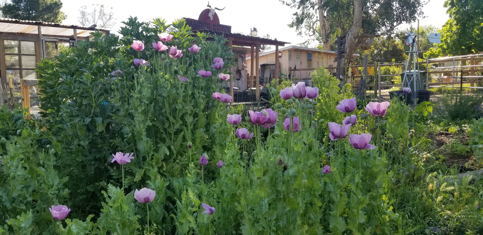 Hungarian Breadseed Poppy Seeds Etsy