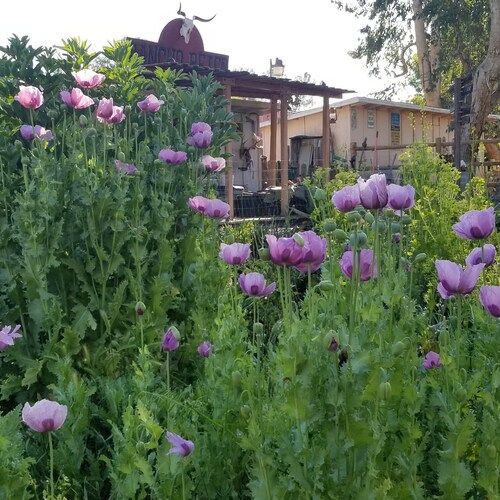 100 Hungarian Breadseed Poppy Seeds Etsy