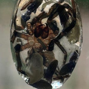 May include: Oval-shaped resin pendant with a preserved spider and small stones. The spider is brown and black, encased in clear resin. The number "1" is printed in a black box at the bottom.