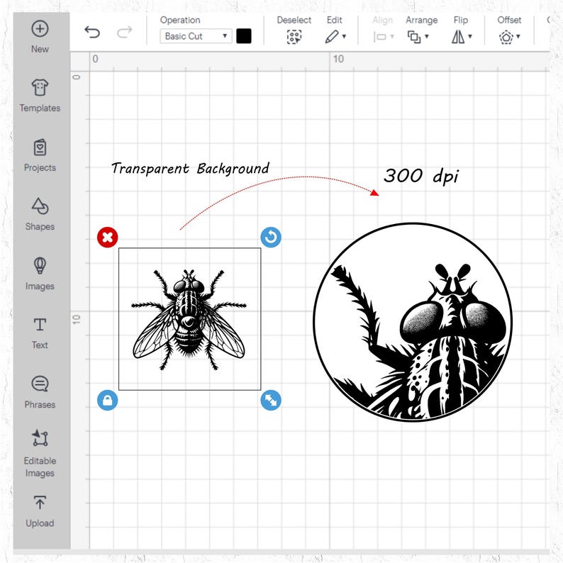 Insect Dxf 123 Insect Silhouette Svg DXF PNG PDF Bundle for Cricut, Sublimation ...