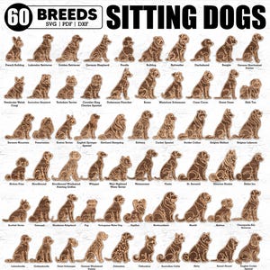May include: A chart of 60 different dog breeds, each illustrated as a sitting dog. The dogs are outlined in brown and are set against a woodgrain background. The chart is titled "60 Breeds Sitting Dogs" and includes the breed name below each dog.