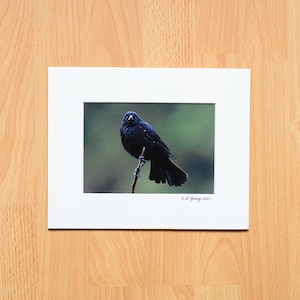 Red-Winged Blackbird Perched on Branch, Wild Life Photography, Fine Art Professional Print with Mat - 4x6, 5x7