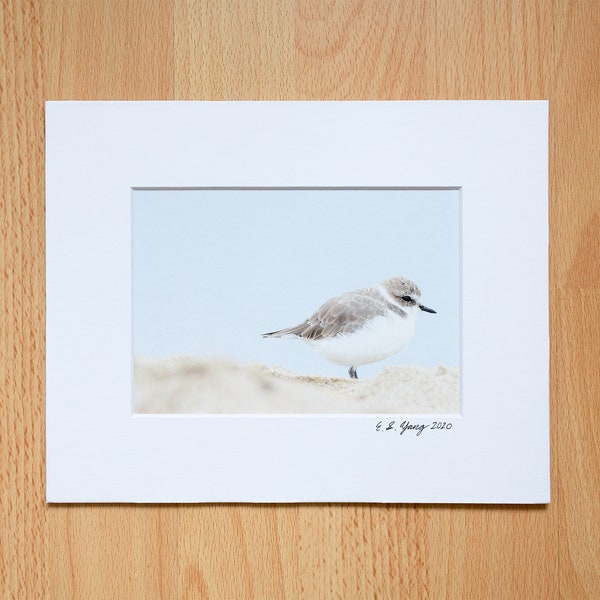 Sandpiper, Snowy Plover, Sea Bird, Side View in Sand, Wild Life Photography, Fine Art Professional Print with Mat - 4x6, 5x7