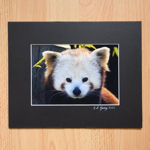 Cute Animal, Red Panda, Wild Life Photography, Fine Art Professional Print with Mat - 4x6, 5x7