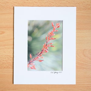 Desert Flora, Red Yucca Flower, Plant, Macro Flower Photography, Fine Art Professional Print with Mat - 4x6, 5x7
