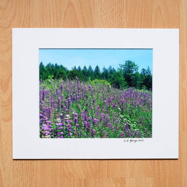 Swaying Purple Lupines, Flower Field, Mountain, Forest, Landscape Photography, Fine Art Professional Print with Mat - 4x6, 5x7, 8x10, 11x14