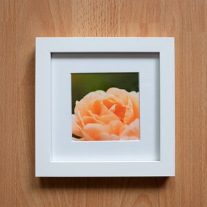 Macro, Peach Orange Rose, Spring, Summer Flower Fine Art Photography, Professional Print with Mat and Frame - 4x4, 6x6, 8x8, 12x12 Square