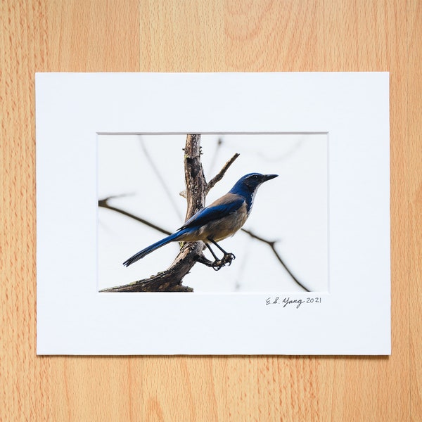 California Scrub Jay, Wild Bird, Wild Life Photography, Fine Art Professional Print with Mat - 4x6, 5x7