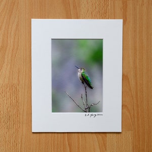 Anna's Hummingbird, Hummingbird, Wild Bird, Nature, Hummingbird Perched in Tree, Fine Art Photography Professional Print with Mat - 4x6, 5x7