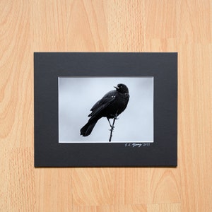 Black and White, Red-Winged Blackbird, Wild Bird, Wild Life Photography, Fine Art Professional Print with Mat - 4x6, 5x7