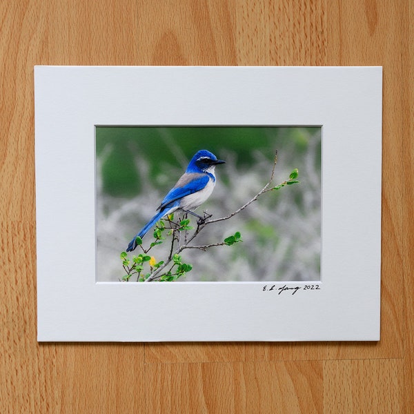 Wild Bird, California Scrub Jay, Blue Jay, Nature, Wild Life Photography, Fine Art Professional Print with Mat - 4x6, 5x7
