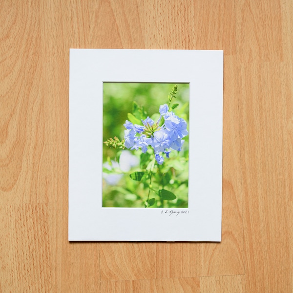 Macro Blue Plumbago Flower Plant, Spring, Summer, Fine Art Photography, Professional Print with Mat - 4x6, 5x7, 8x10, 11x14